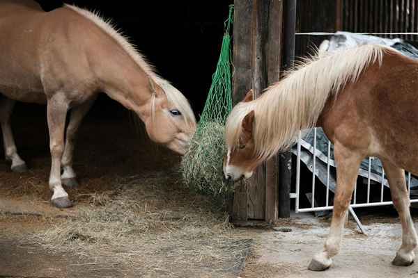 Hestefoder - En guide til det bedste valg for din hest